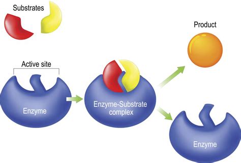 how are carrier proteins similar to enzymes